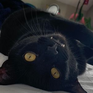 Meet your Posher, Linda